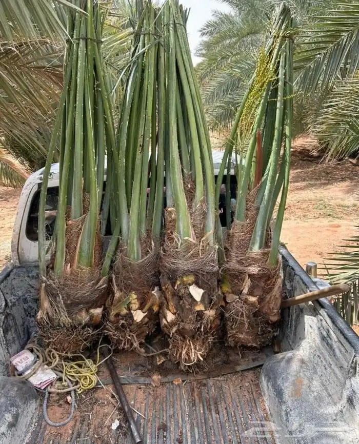ماشاء الله تبارك الله نخل مثمر البيع 5