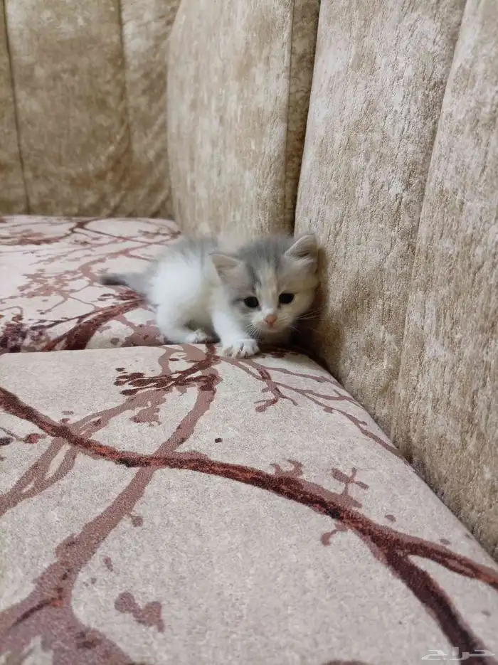 قطط 7