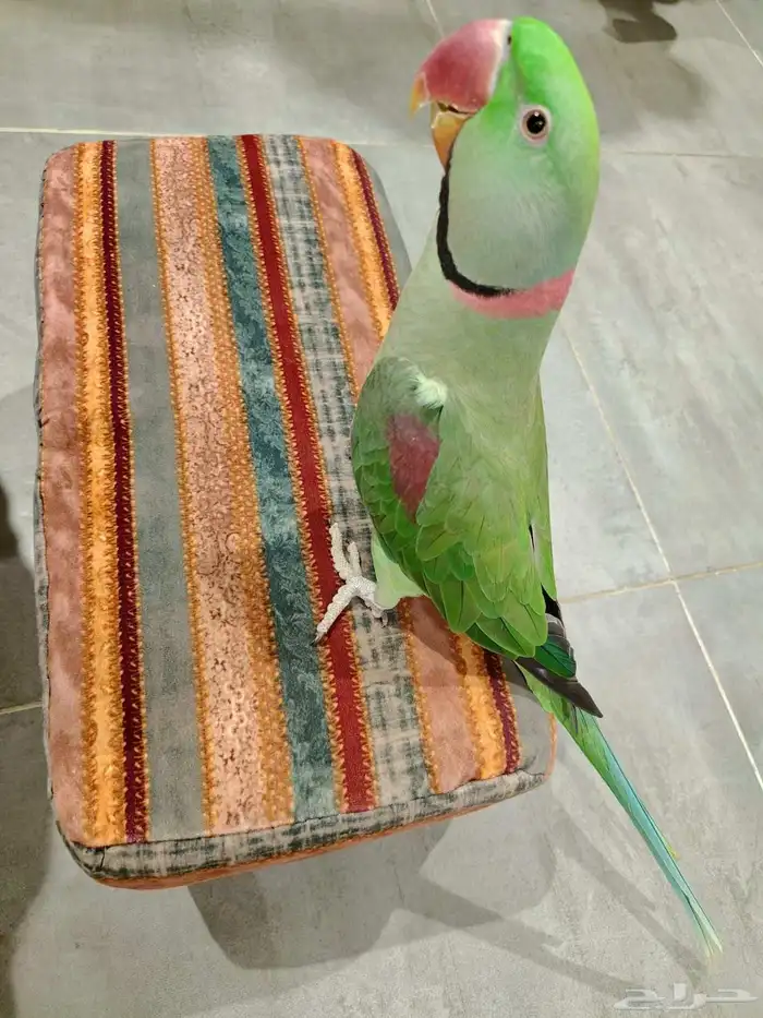 ببغاء درة نيبالي اليف 2
