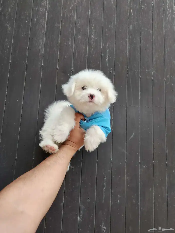 Maltipoo dogs for sale 5