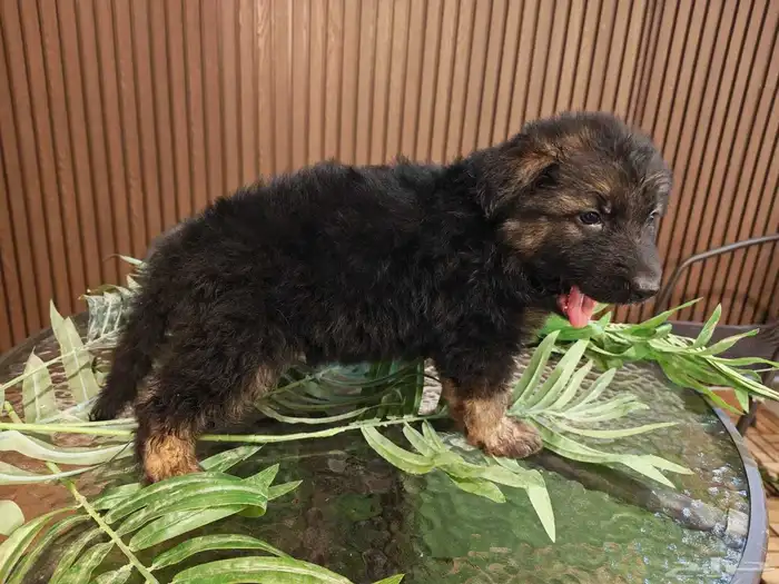 German Shepherd Puppies 1