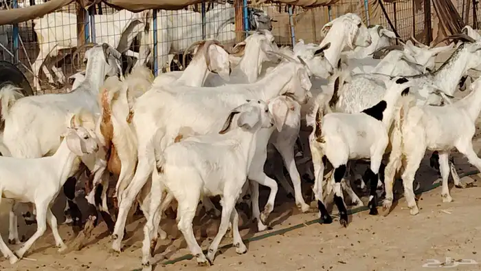 معزا بيشيات خلفات 10 تحتها 11 بهمها زبايح جلب 2