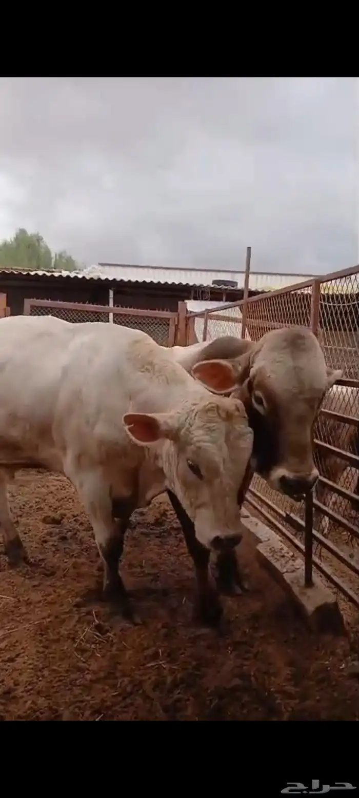 Victims of full meat for sale 1