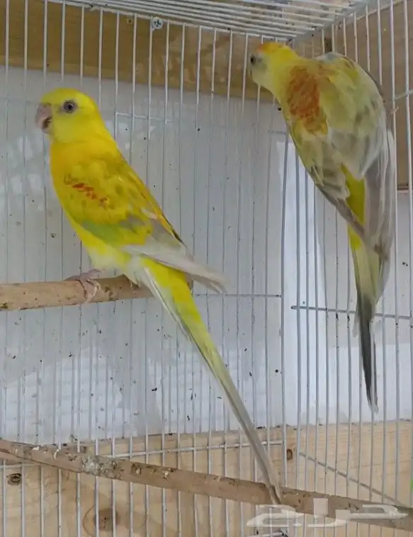 Breeding pair of parrots 12