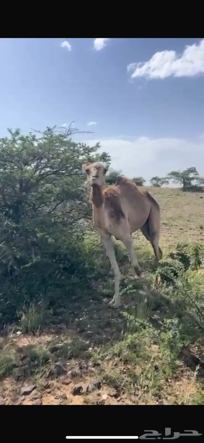بكرتين للبيع 2