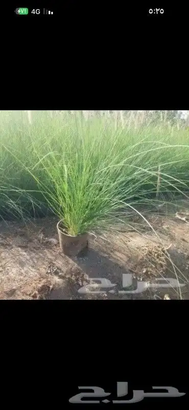 يوجد تيل طبيعي يوجد صيانية منزل 2