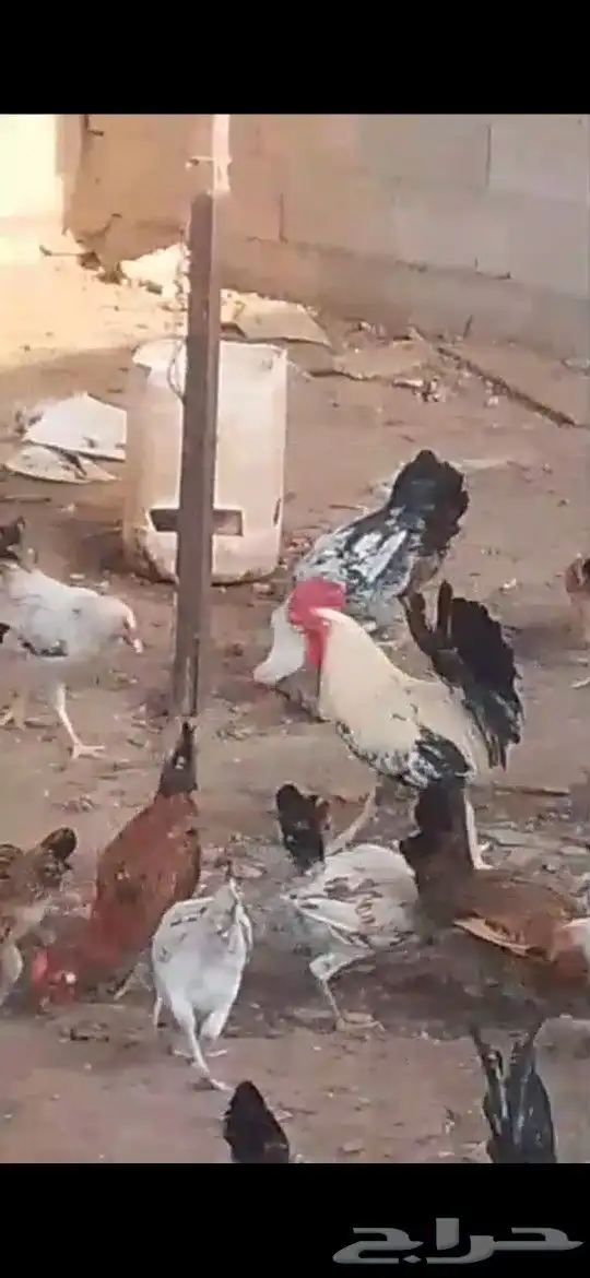 Local chicken chicks in AlDarb 4
