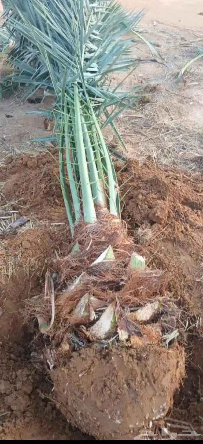 Fruitful palm trees for sale Palm tree modification and spra 2