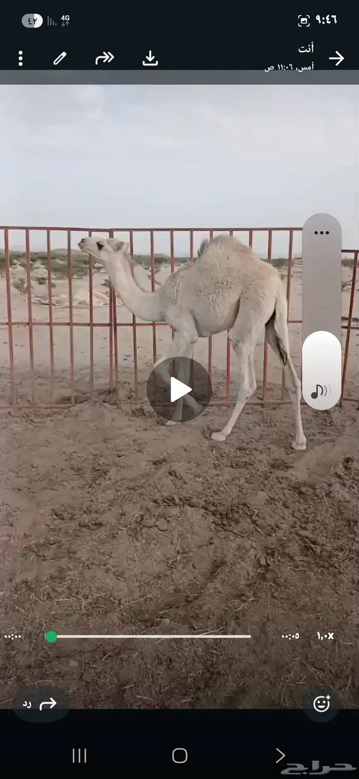 لبيع قعود وبكره عمرها 6 شهور على الحليب المواقع   العدابه 1