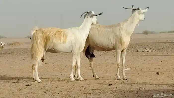 معزا بيشيه حليب 5