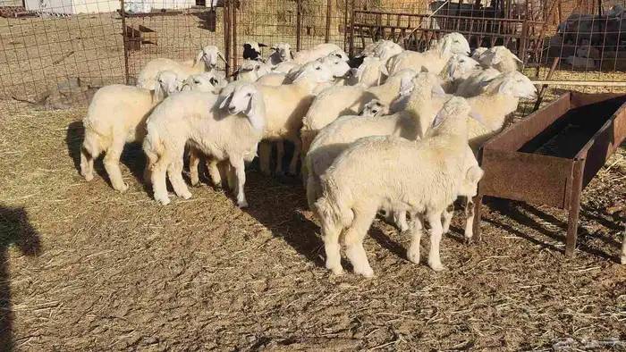 اضاحي حري سواكن مسلخ بالموقع مجهز شاهد التقييم بداء الحجز 14