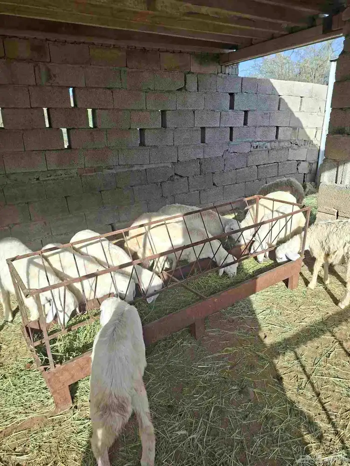 Good and fat lambs and ewes 5