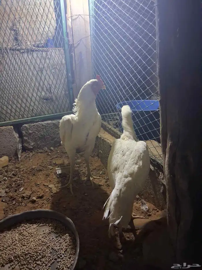 Pakistani Sindhi hen and rooster age 8 months to 1 year 7