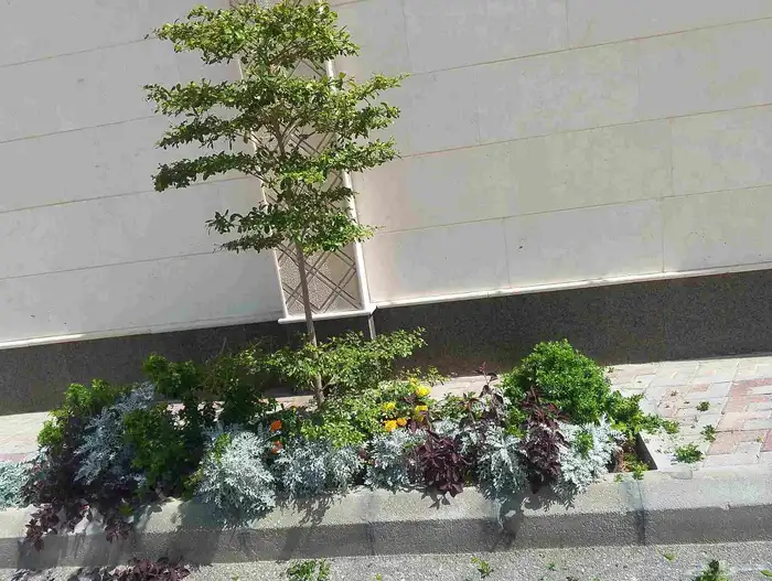 Before Eid garden landscaping and palm tree planting offer c 4