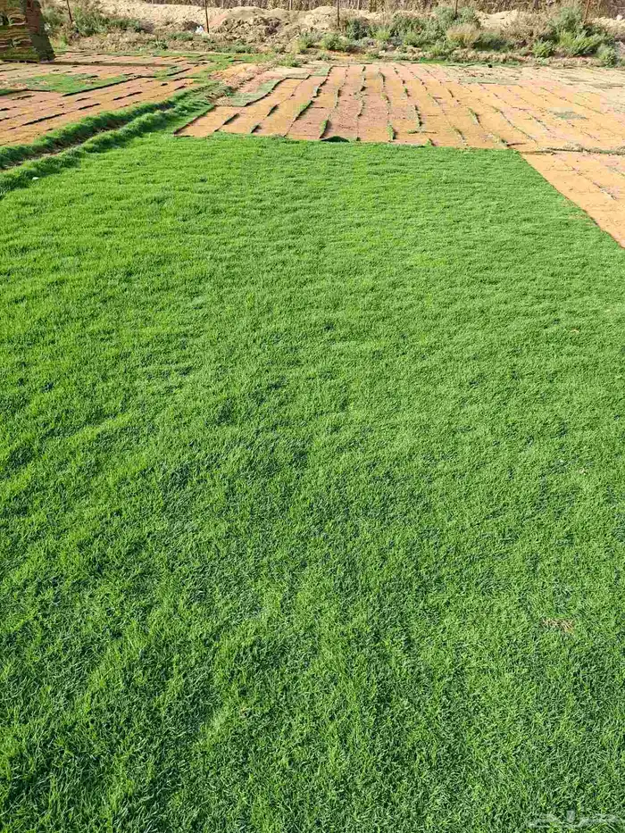 Natural Grass C 2000 3