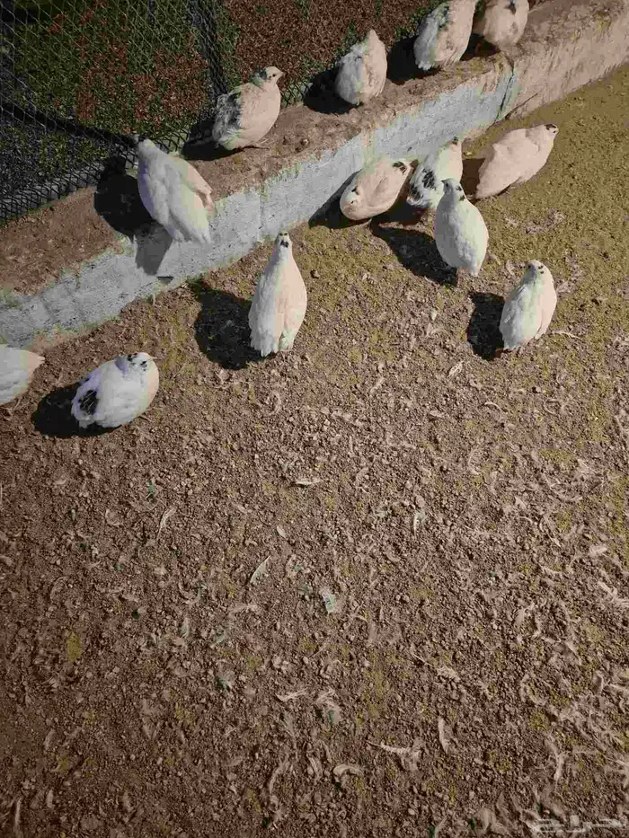سمان تكساس 3
