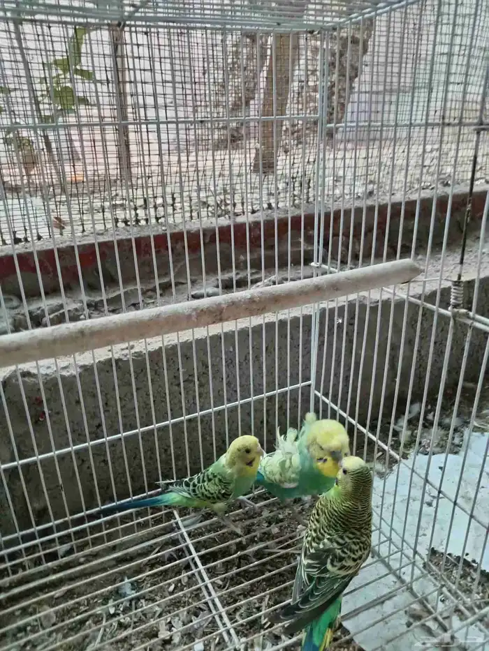 زوج بادجي 1