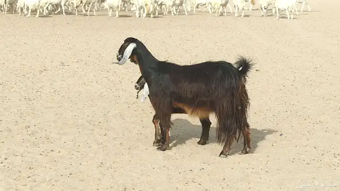 Goat mother with a kid underneath 1