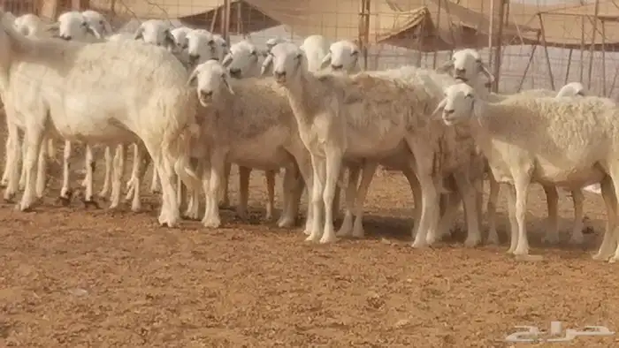 Sheep Haria Harash 25 heads 45