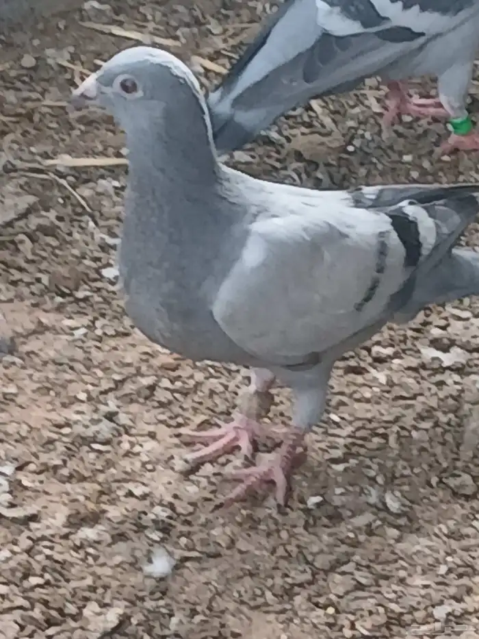 Racing Pigeons 2