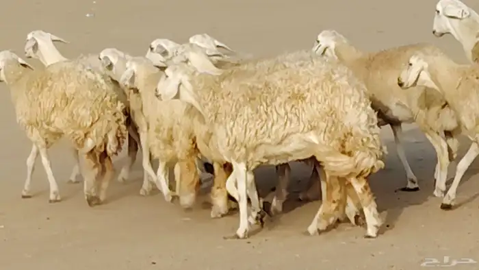 رخال حرش صنف الصنف جروم ورقاب وشعره حرشا وبره 12 رأس 6