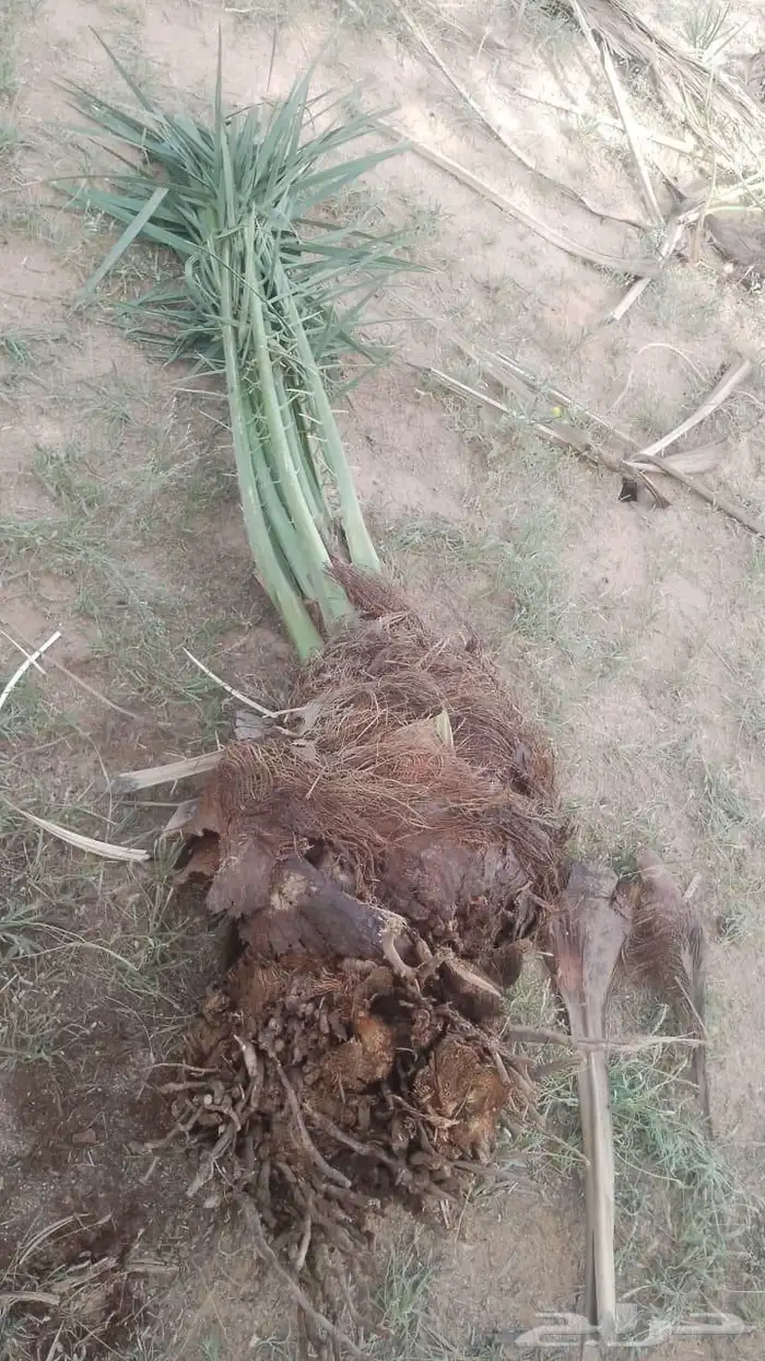 Date palms for sale fruitful we have large quantities and al 4