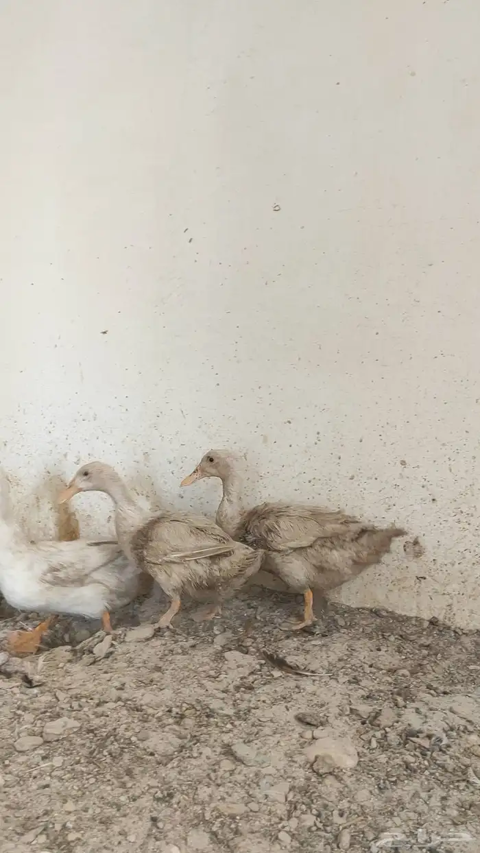 Peking Ducks Male and Two Females 3