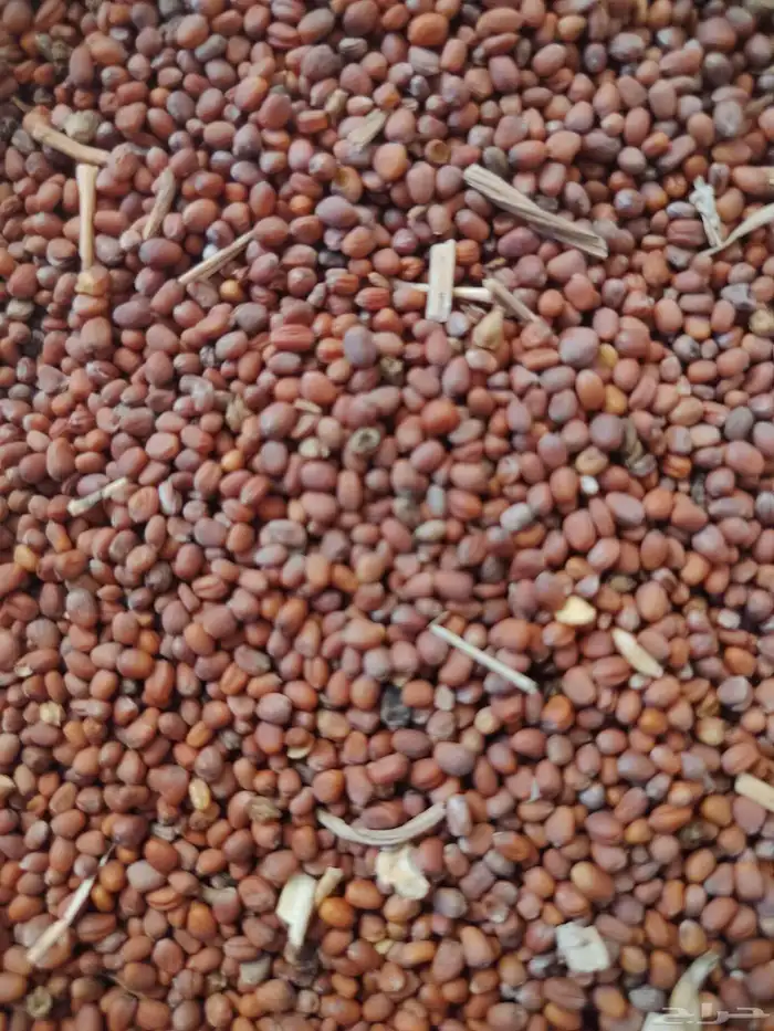 بذور فجل أبيض 1