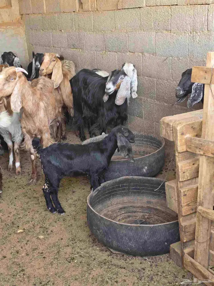 ماعز مصريات وعارضيات شبب 5