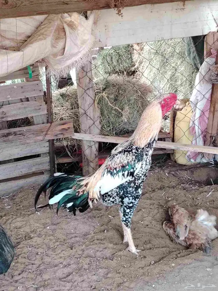 Sindhi Rooster 2