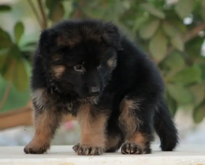 Pure German Shepherd imported parents 2