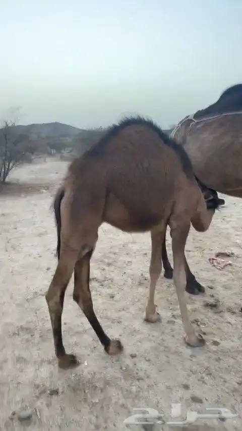 قعدان للبيع 1