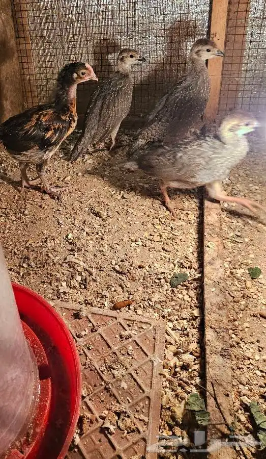 محمية الريان قهابا عربي قهد 2