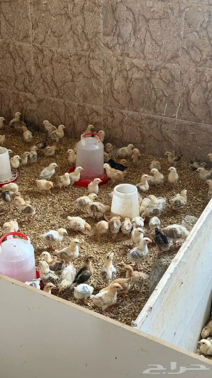 Baladi and Fyoumi Chicks 7