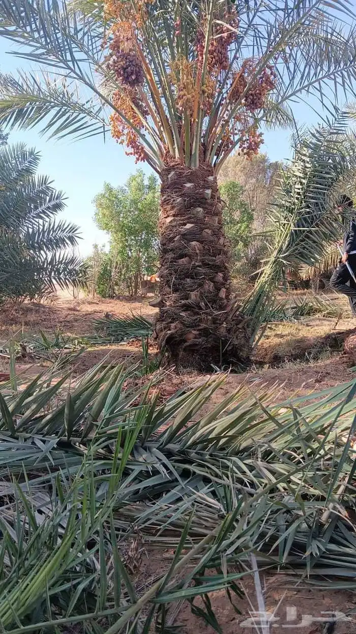 توريد جميع انواع نخيل المثمر 6