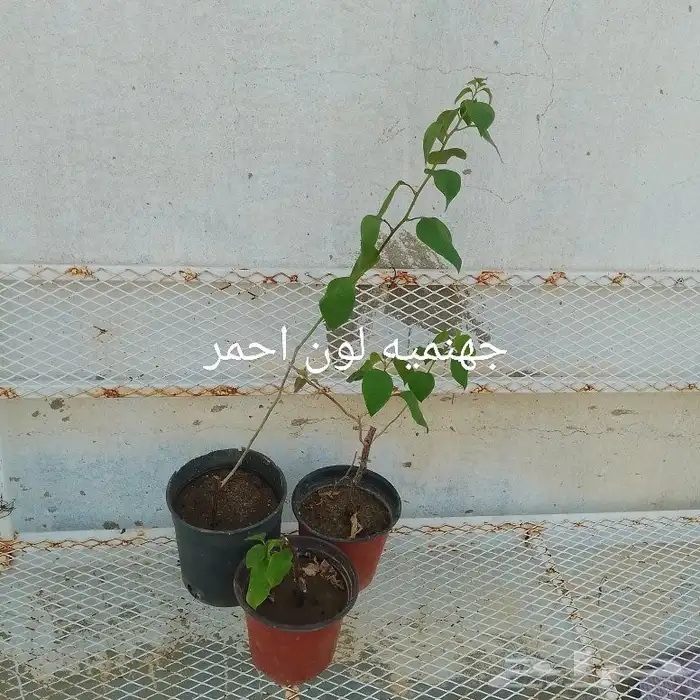 شتلات منوعه بحاله ممتازه 2