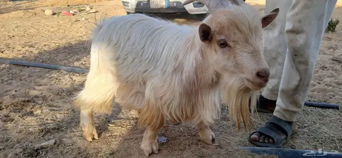 Hot dwarf buck for breeding 4