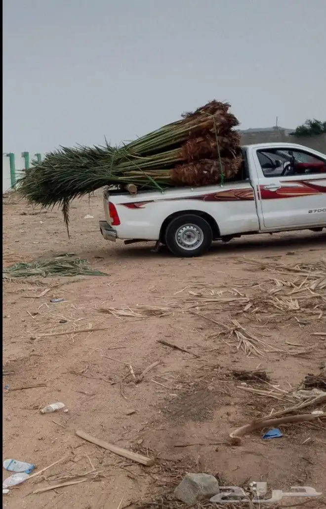 نخل للبيع عربي 5
