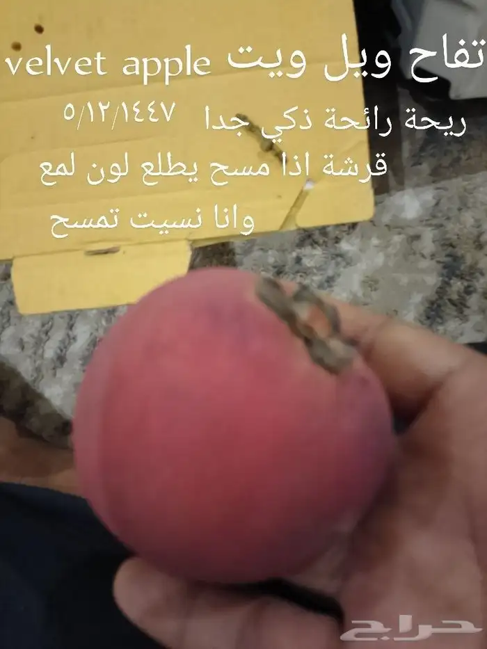شتلات جوافة صيني تصنيفين وجنسنغ تايلندي ووصل اغرار حج1447 10