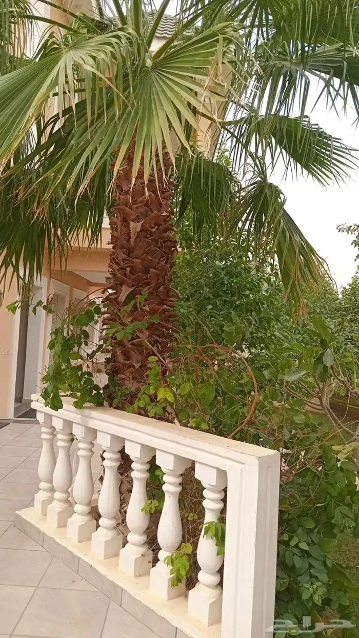 عمال نخيل 4