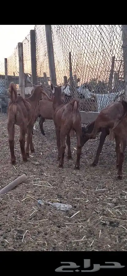 For sale Southern goats top quality guaranteed health and cl 3