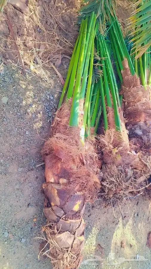 We have all kinds of fruiting and ornamental palm trees 4