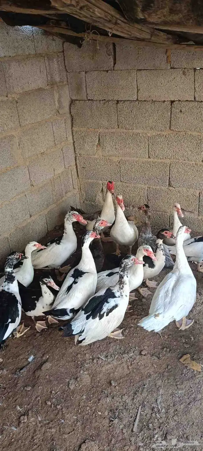 بط للبيع 4