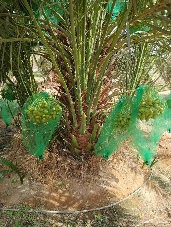 نخل مثمر نخيل نقايل اخلاص سكري برحي صقعي شيشي واشنطني 4