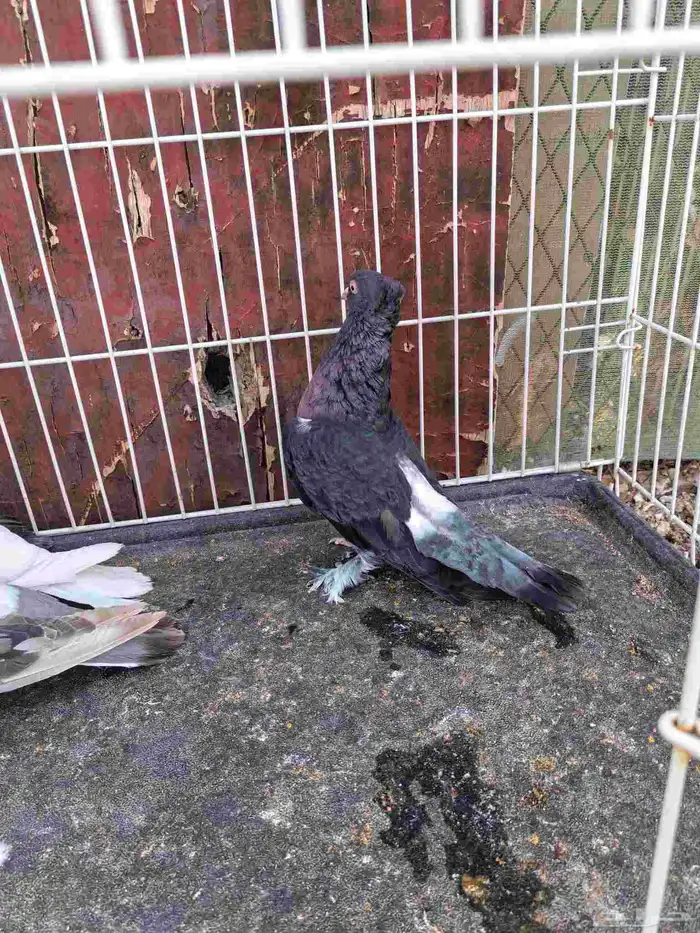 Turkish pigeons for sale individuals 6