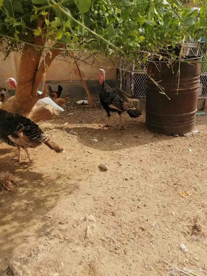 3 hens 1 rooster laying 3