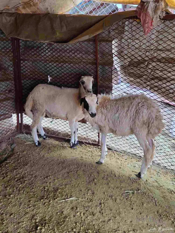 Two young sacrificial sheep 1