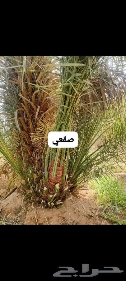 Palm trees for sale with good prices 1