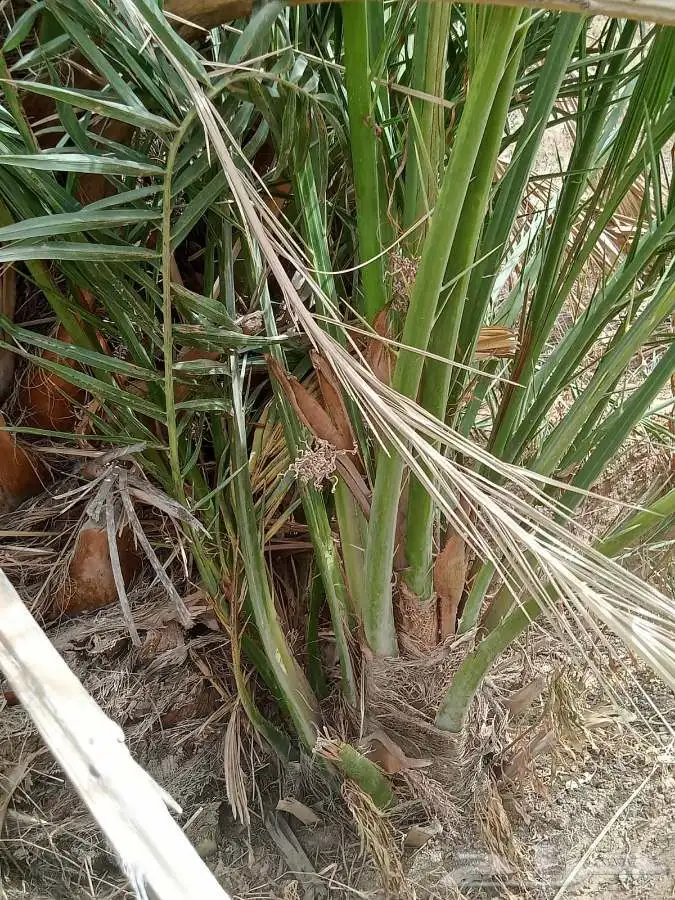 Male Palm Offshoots 1
