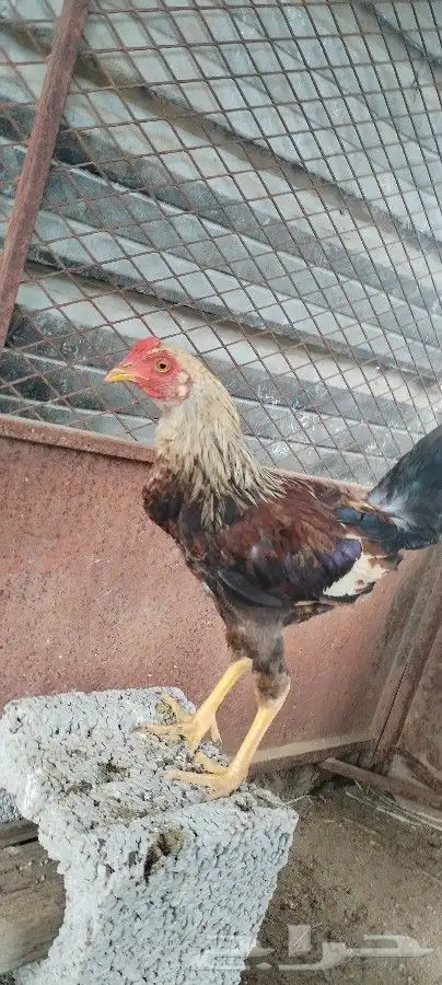 My rooster for sale 2